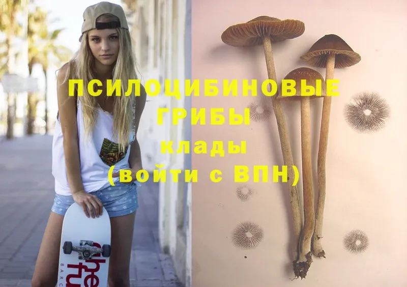 наркотики  Ефремов  Псилоцибиновые грибы Psilocybine cubensis 